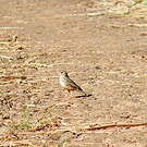 Alouette malgache