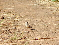 Madagascar Lark