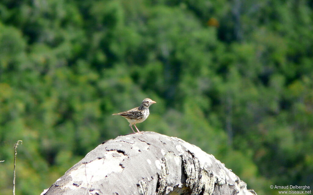 Madagascan Lark