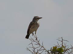 Sabota Lark