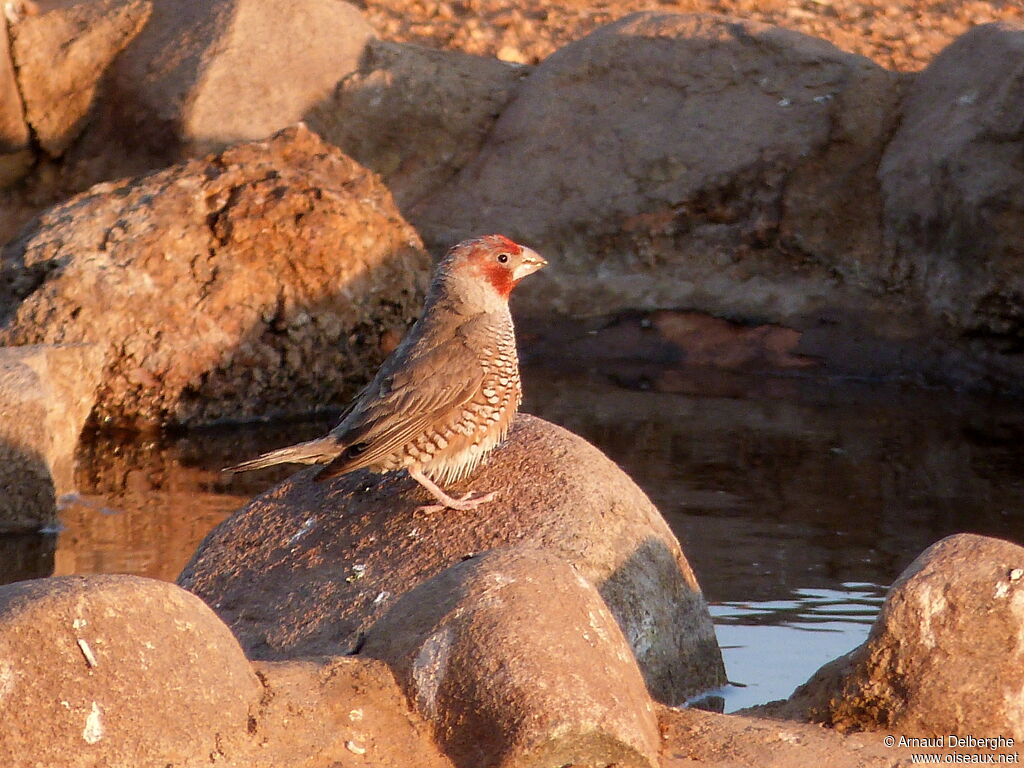 Red-headed Finch