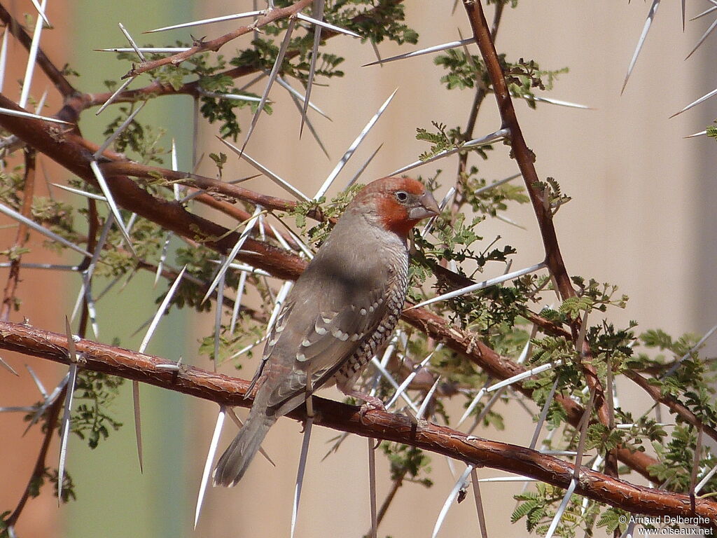 Amadine à tête rouge