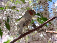 Red-headed Finch