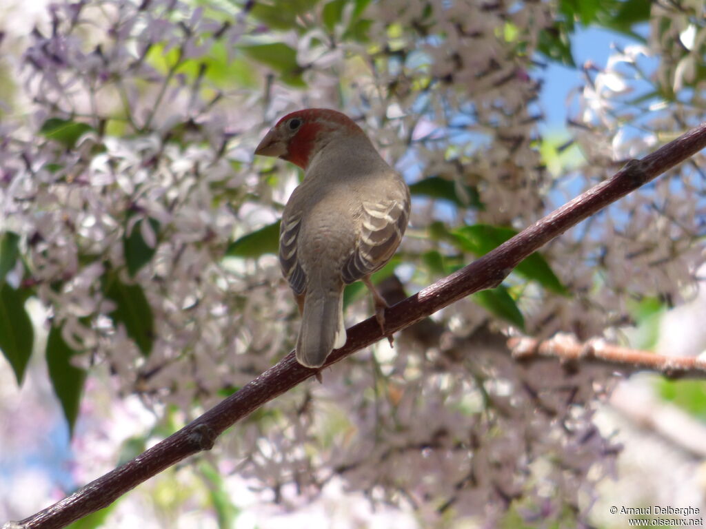 Amadine à tête rouge