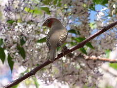 Red-headed Finch