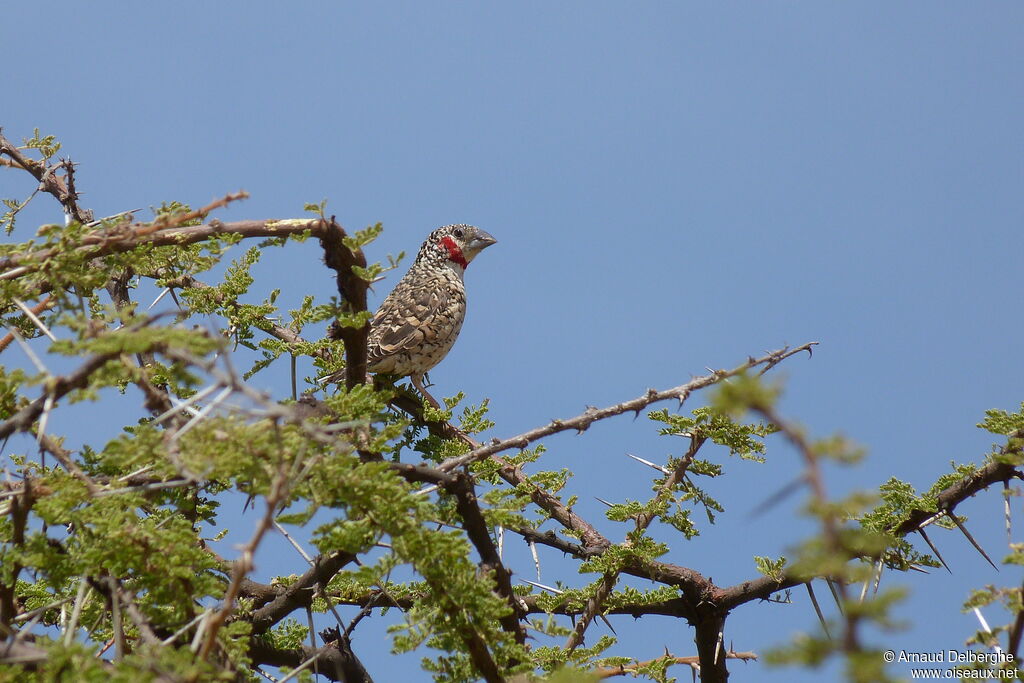 Cut-throat Finch