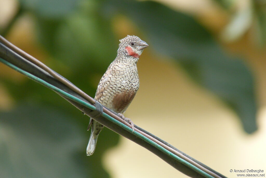 Cut-throat Finch