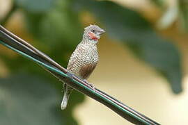 Cut-throat Finch