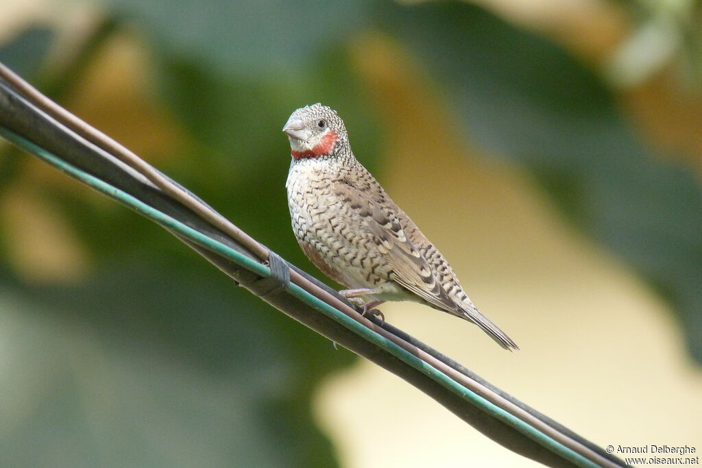 Cut-throat Finch