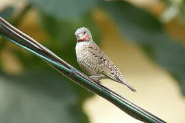 Cut-throat Finch