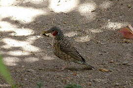 Cut-throat Finch