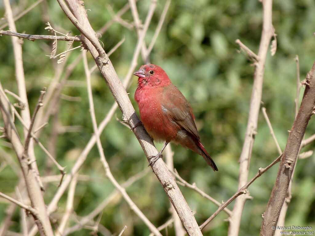 Red-billed Firefinch