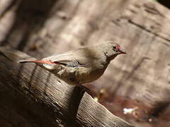 Red-billed Firefinch