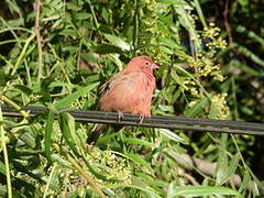 Red-billed Firefinch