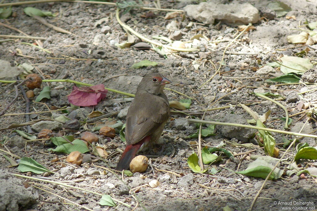 Red-billed Firefinch female