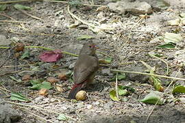 Red-billed Firefinch