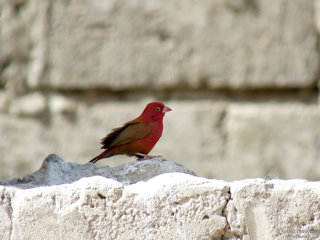 Red-billed Firefinch