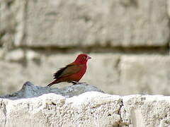 Red-billed Firefinch