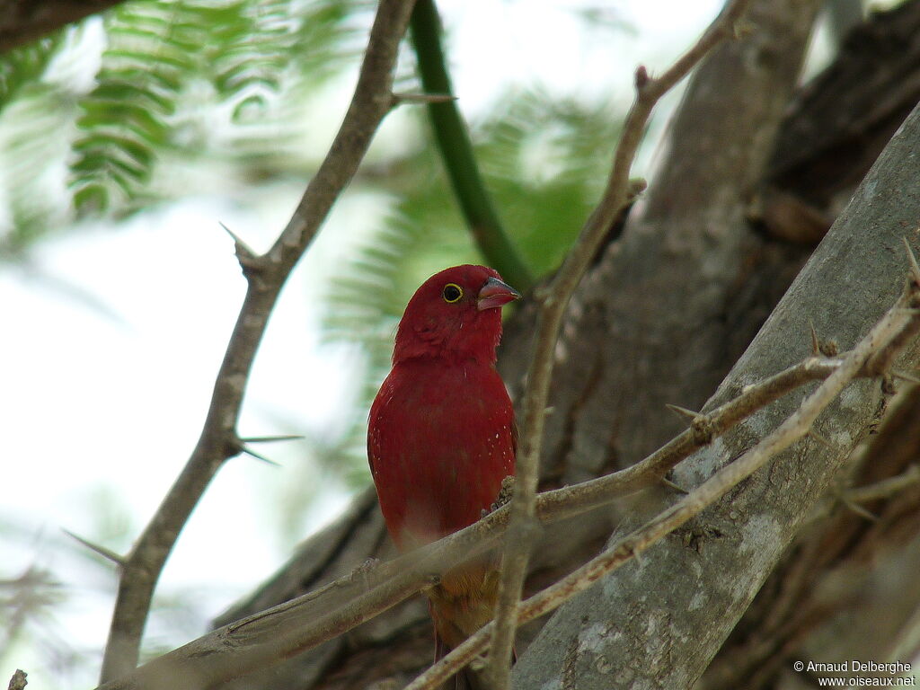 Red-billed Firefinch