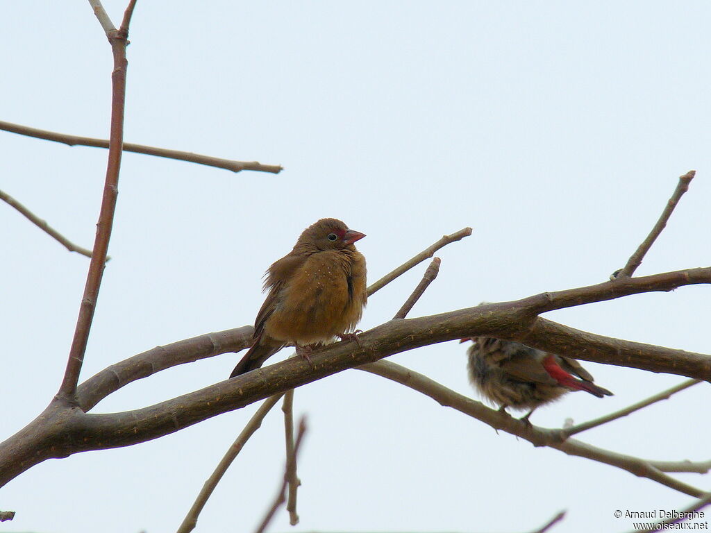 Red-billed Firefinch female