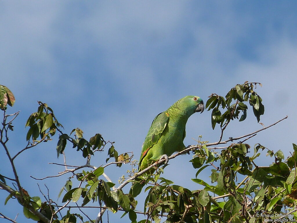 Turquoise-fronted Amazon