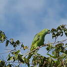 Amazone à front bleu