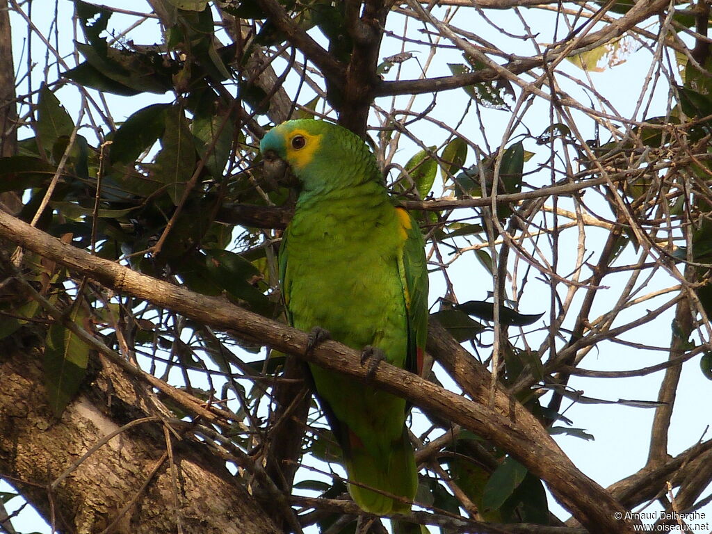 Turquoise-fronted Amazon