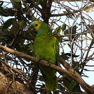 Amazone à front bleu