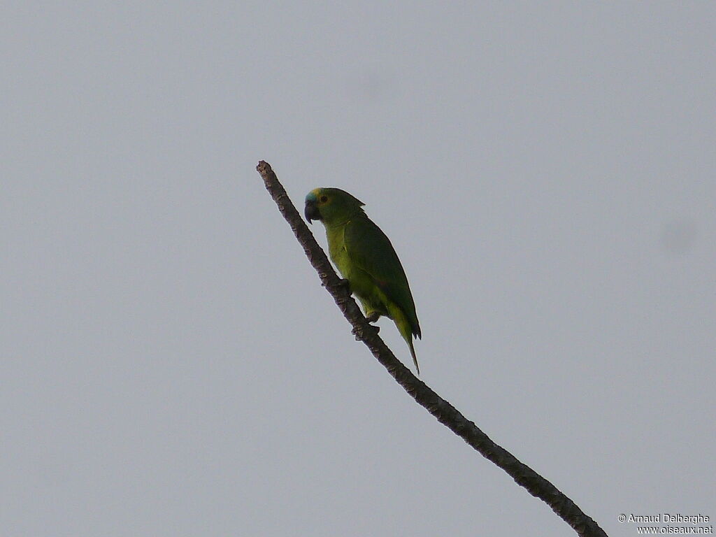 Turquoise-fronted Amazon