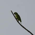 Amazone à front bleu