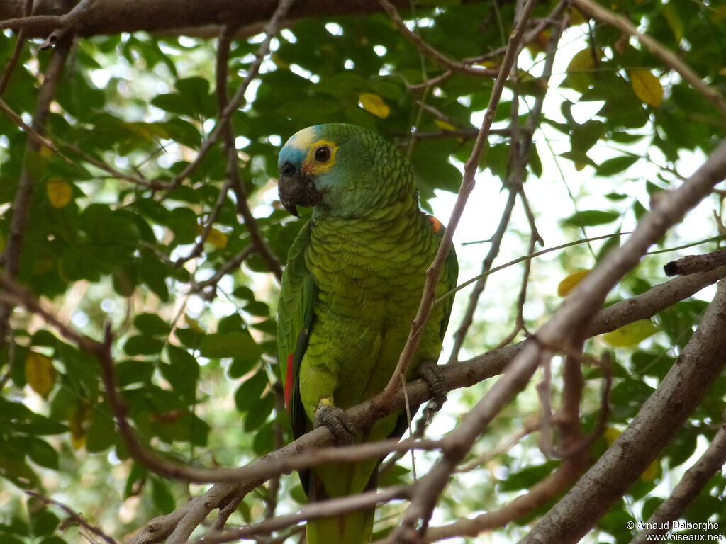 Amazone à front bleu