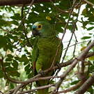 Amazone à front bleu