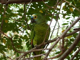 Amazone à front bleu