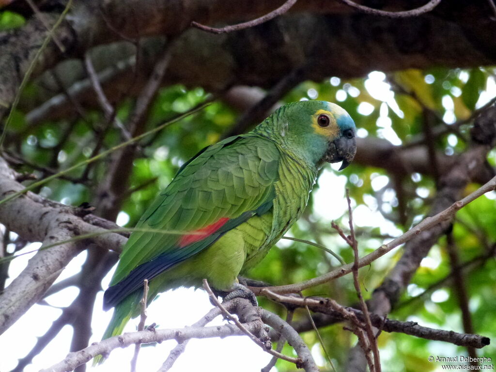 Turquoise-fronted Amazon