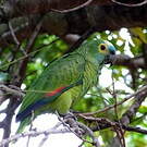 Amazone à front bleu