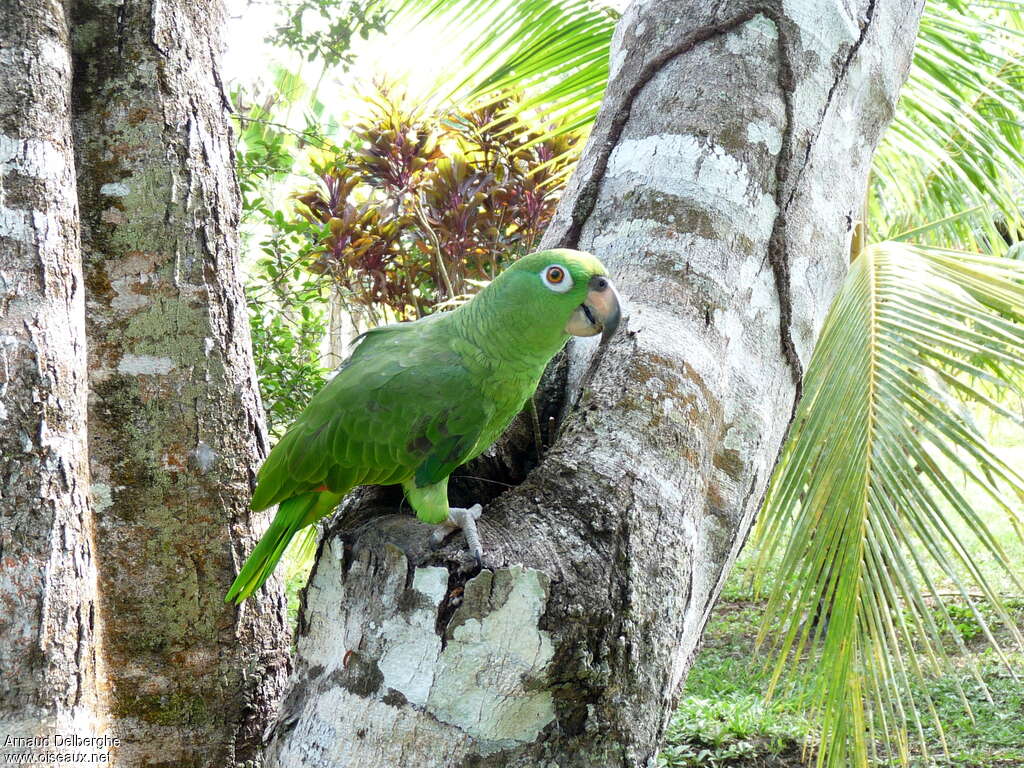 Amazone à front jauneimmature, identification