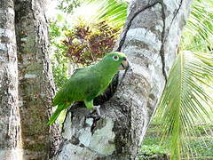 Yellow-crowned Amazon