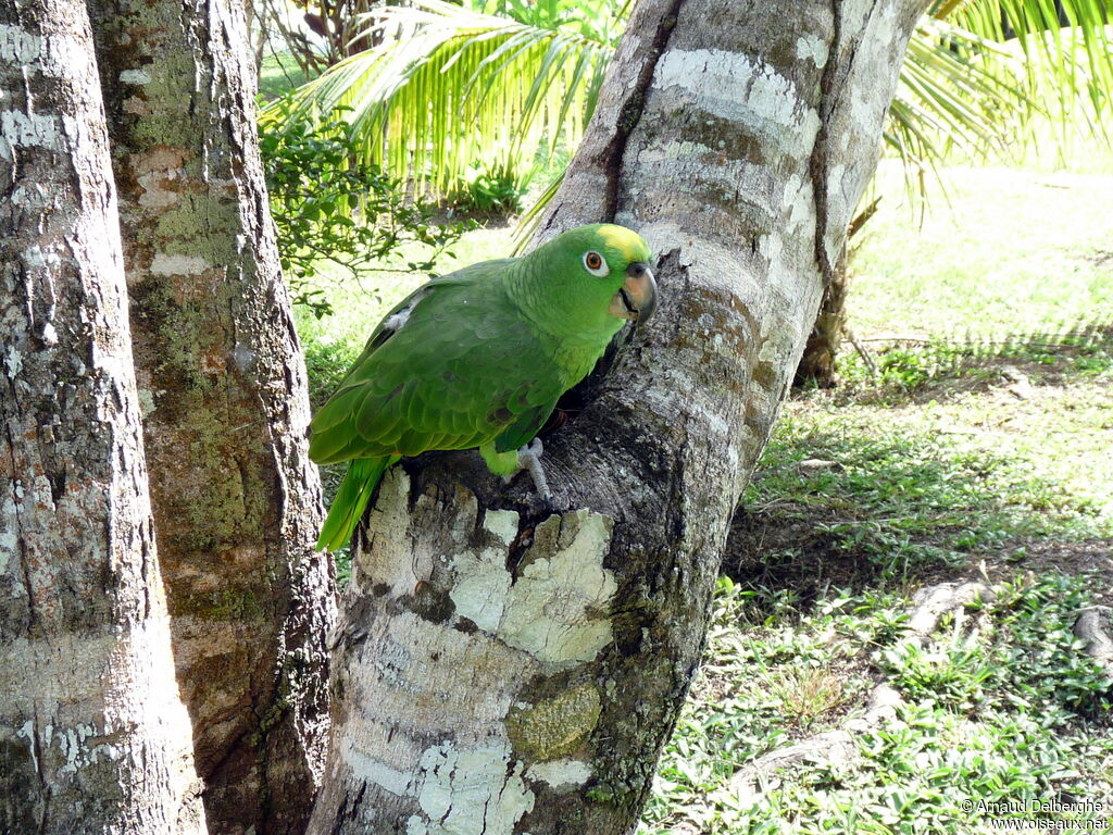 Amazone à front jaune