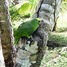 Amazone à front jaune