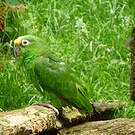 Amazone à front jaune
