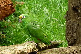 Yellow-crowned Amazon