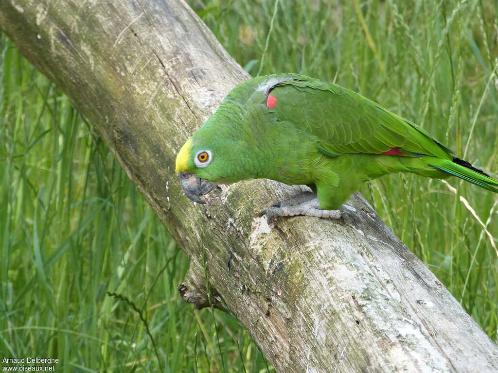 Amazone à front jauneadulte, identification