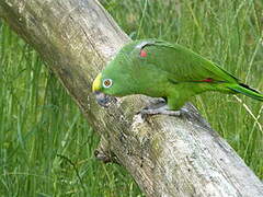 Amazone à front jaune