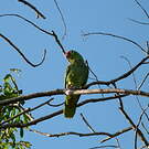 Amazone à lores rouges