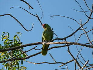 Amazone à lores rouges