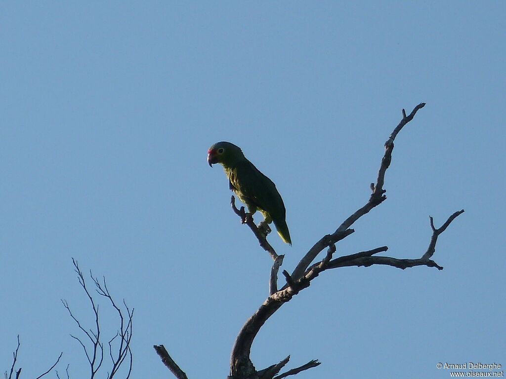 Red-lored Amazon