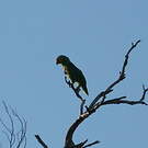 Amazone à lores rouges