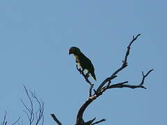 Amazone à lores rouges