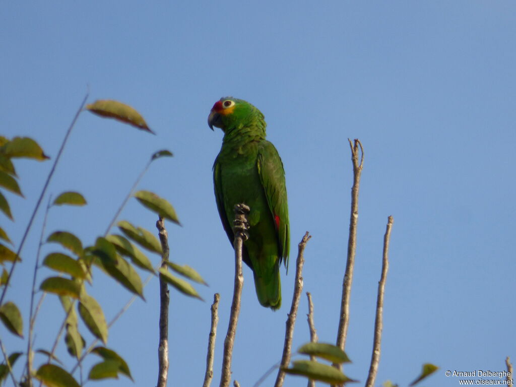 Red-lored Amazon