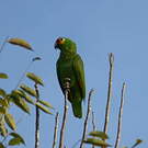 Amazone à lores rouges